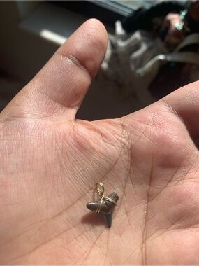 Shark Tooth Pendant Wrapped in Gold Wire